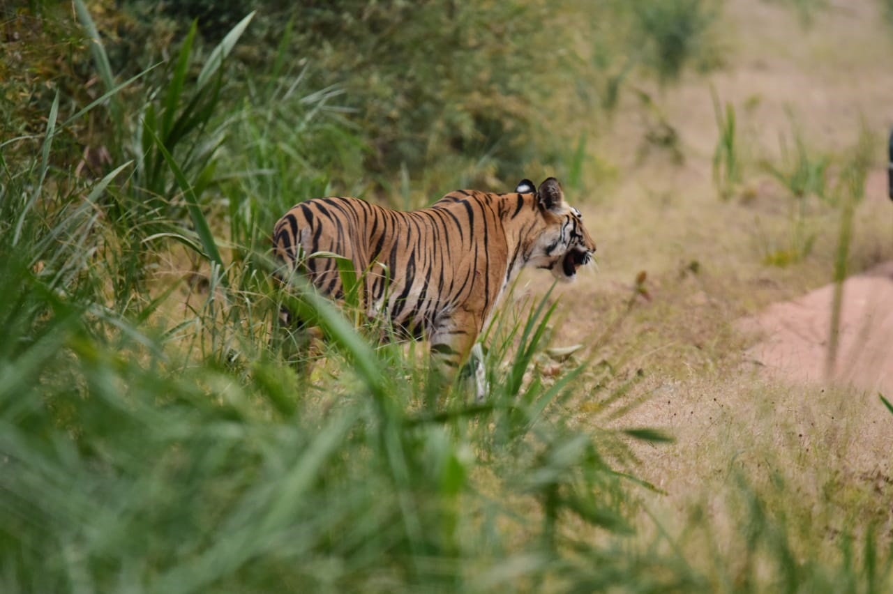 Tigers of Bandhavgarh