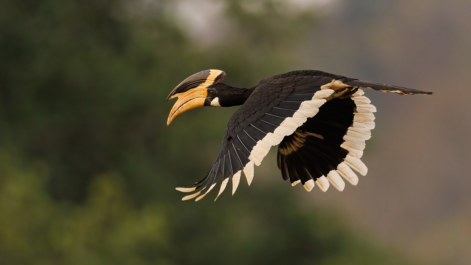 Birdwatching in Bandhavgarh: A Paradise for Avian Enthusiasts