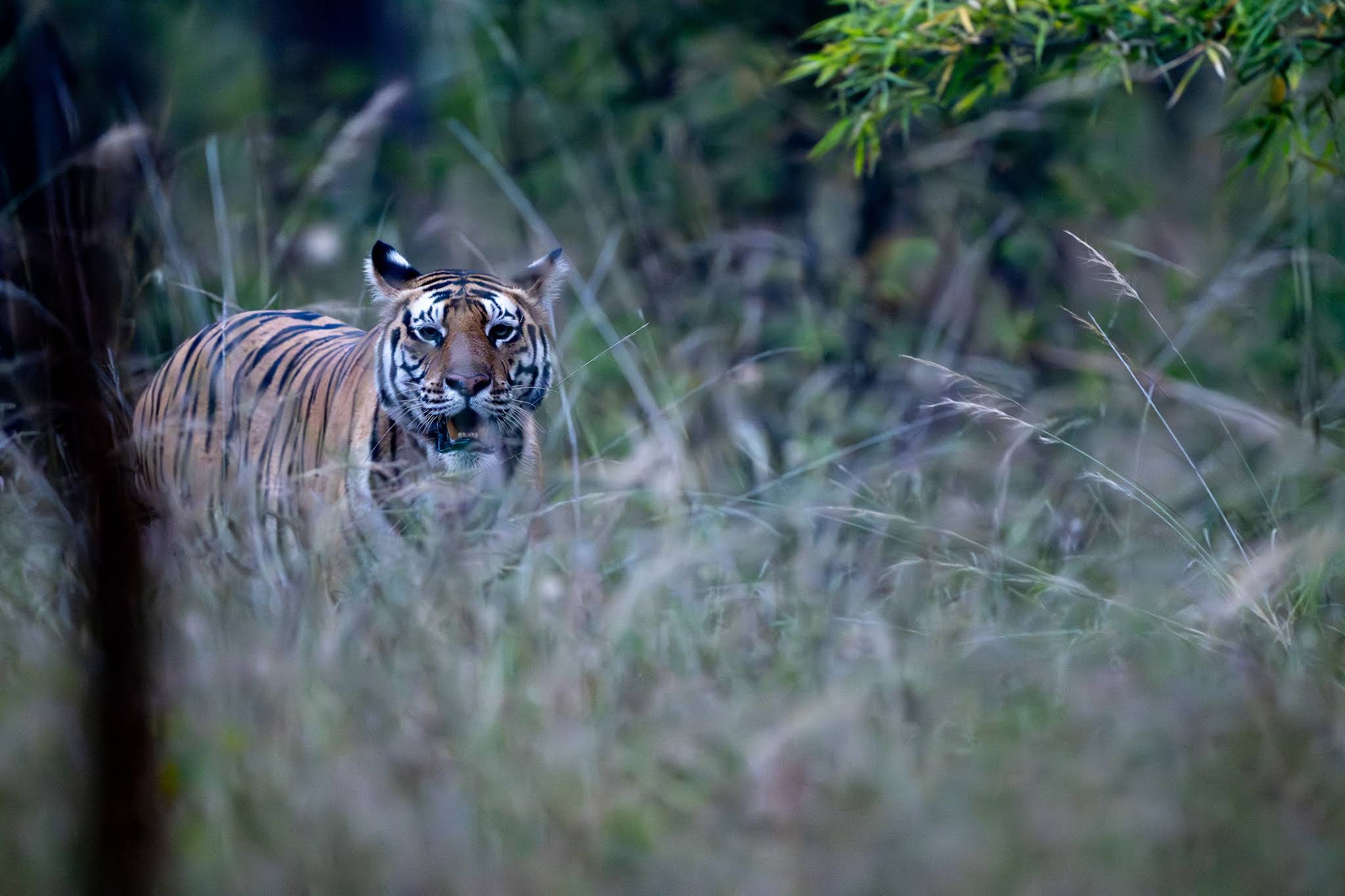 A Day in the Wild: The Full-Day Safari Experience with Syna Tiger Resort, Bandhavgarh