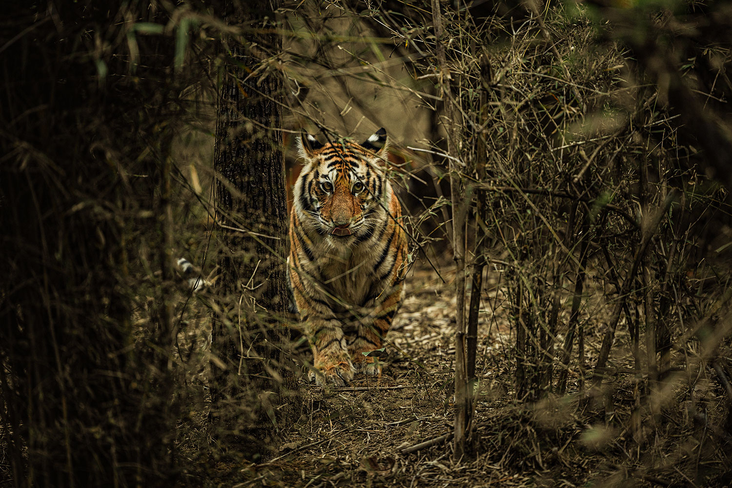 How to Plan a 3 Nights, 4 Days Wildlife Tour of Bandhavgarh ?