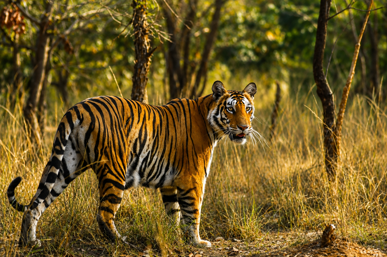 Tiger Safari in India